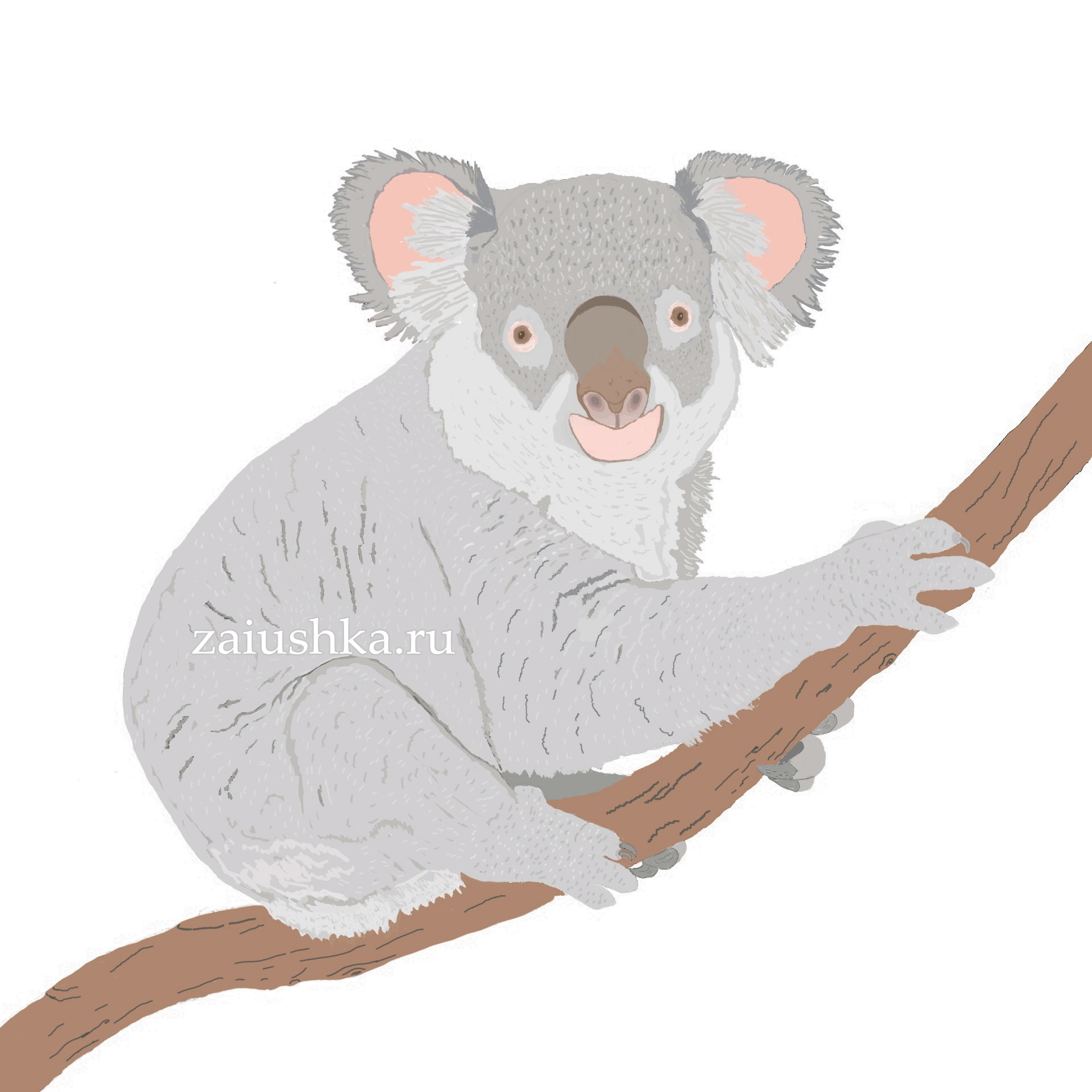 Коала сидит
